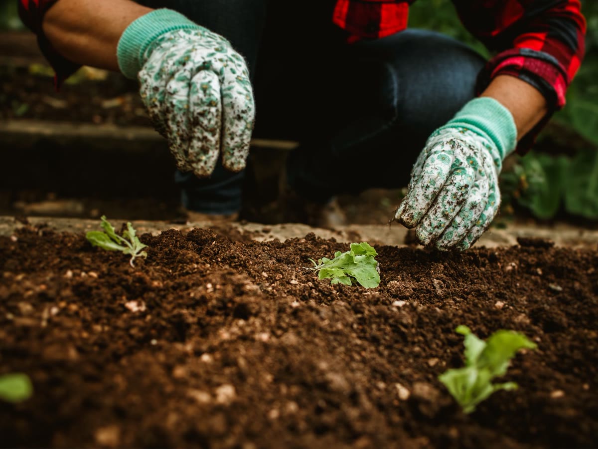 Gloved hands planting seedlings in a raised bed
