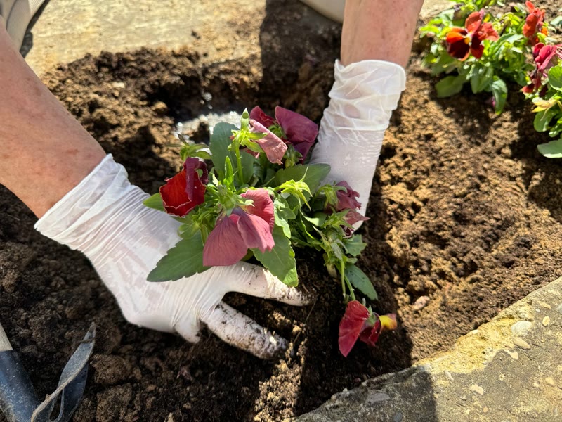 Gloved hands planting flowers in a bed